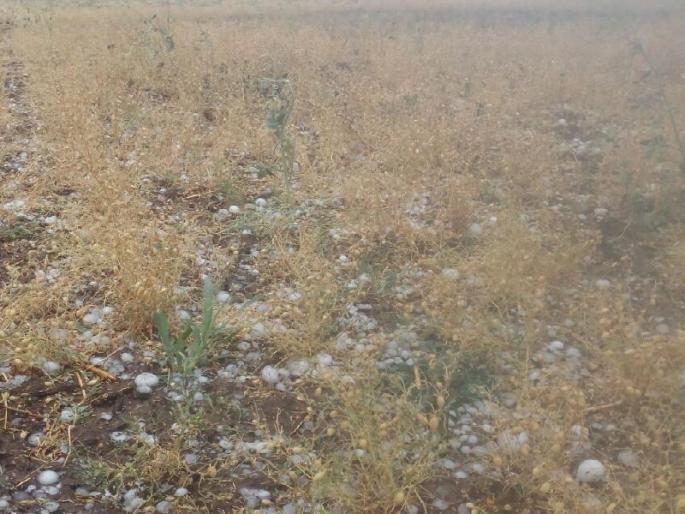 Hailstorm along with hailstorm, Kharip, Vegetable with rabbi crops, Fruit damage | पश्चिम व-हाडात मेघगर्जनेसह गारपीट, खरीप, रब्बी पिकांसह भाजीपाला, फळपिकांचे नुकसान Hailstorm along with hailstorm, Kharip, Vegetable with rabbi crops, Fruit damage | पश्चिम व-हाडात मेघगर्जनेसह गारपीट, खरीप, रब्बी पिकांसह भाजीपाला, फळपिकांचे नुकसान