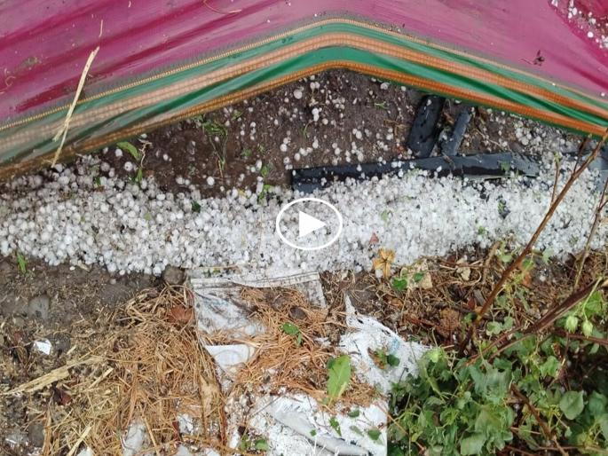 Hailstorm lashed Beed district; Heavy damage to crops and orchards due to unseasonal rains | बीड जिल्ह्याला गारपीटीने झोडपले; अवकाळी पावसाने पिकांसह फळबागांचे अतोनात नुकसान Hailstorm lashed Beed district; Heavy damage to crops and orchards due to unseasonal rains | बीड जिल्ह्याला गारपीटीने झोडपले; अवकाळी पावसाने पिकांसह फळबागांचे अतोनात नुकसान