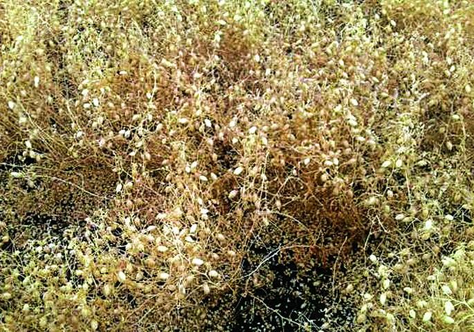 Rainfall of rain in Sindkhedraja taluka; Large scale loss of crop | सिंदखेडराजा तालुक्यात पावसाचा तडाखा; पिकाचे मोठय़ा प्रमाणात नुकसान