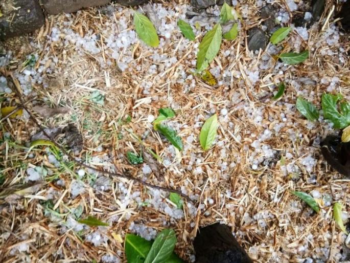 VIDEO: Humming in Mungalas, Rajura area in Washim! Crop damage | VIDEO : वाशिममधील मुंगळा, राजूरा परिसरात गारपीट! पिकांचे नुकसान VIDEO: Humming in Mungalas, Rajura area in Washim! Crop damage | VIDEO : वाशिममधील मुंगळा, राजूरा परिसरात गारपीट! पिकांचे नुकसान