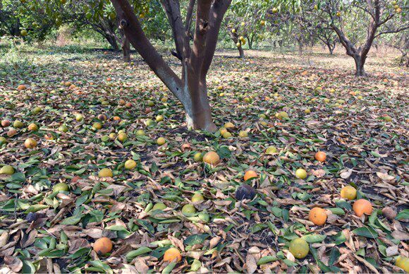 Give help to farmers; demand raised by Brp-Bms | गारपिटग्रस्तांना तातडीने नुकसानभरपाई द्या ! - भारिप-बमसंची मागणी Give help to farmers; demand raised by Brp-Bms | गारपिटग्रस्तांना तातडीने नुकसानभरपाई द्या ! - भारिप-बमसंची मागणी