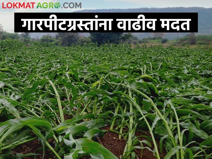 Damage due to unseasonal rain, hail, will be compensated at an increased rate | अवेळी पाऊस, गारपीटमुळे झालेले नुकसान, मिळणार वाढीव दराने नुकसान भरपाई