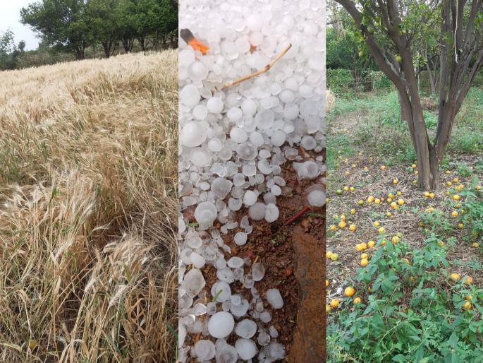 untimely crisis on farmers grass was destroyed by hail crops on thousands of hectares were destroyed | बळीराजावर अवकाळी संकट; गारपिटीने हिरावला घास, हजारो हेक्टरवरील पिके भुईसपाट untimely crisis on farmers grass was destroyed by hail crops on thousands of hectares were destroyed | बळीराजावर अवकाळी संकट; गारपिटीने हिरावला घास, हजारो हेक्टरवरील पिके भुईसपाट