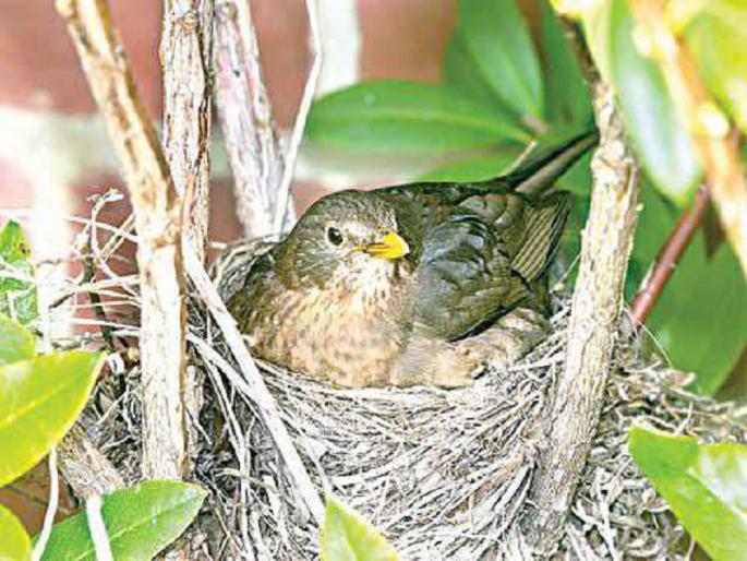 The number of bird nests decreased, the possibility of less rainfall | पक्ष्यांच्या घरट्यांची संख्या घटली, कमी पाऊस पडण्याची शक्यता The number of bird nests decreased, the possibility of less rainfall | पक्ष्यांच्या घरट्यांची संख्या घटली, कमी पाऊस पडण्याची शक्यता