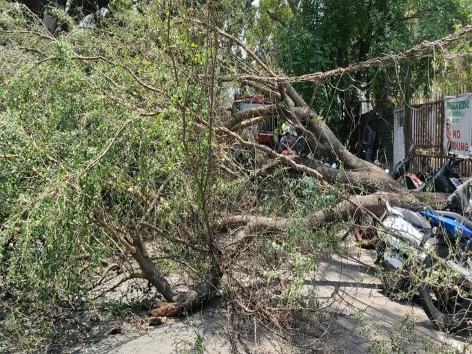 pune Tree falls near Garware College; Traffic jam, some citizens injured | गरवारे महाविद्यालयाजवळ झाड कोसळले; वाहतूक कोंडी, काही नागरिक जखमी 
