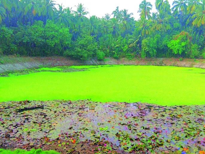 Due to the lotus pond, Daharganga | कमळ तलावाची झाली गटारगंगा Due to the lotus pond, Daharganga | कमळ तलावाची झाली गटारगंगा