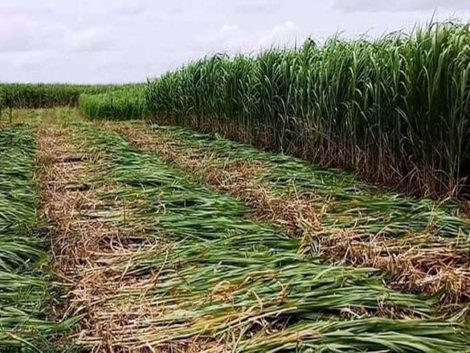 The first experiment of group farming in the district is successful | जिल्ह्यात गट शेतीचा पहिला प्रयोग यशस्वी The first experiment of group farming in the district is successful | जिल्ह्यात गट शेतीचा पहिला प्रयोग यशस्वी