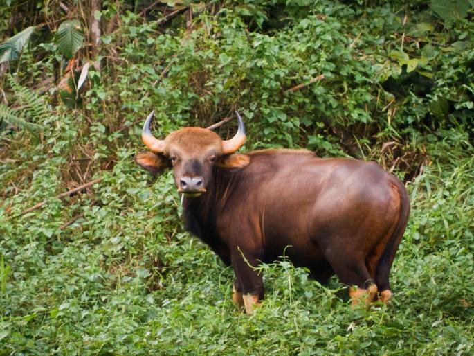 Gaur attack in Bhuyewadi in Kolhapur; The young man died on the spot | भुयेवाडीत गव्याचा हल्ला; तरूण जागीच ठार Gaur attack in Bhuyewadi in Kolhapur; The young man died on the spot | भुयेवाडीत गव्याचा हल्ला; तरूण जागीच ठार