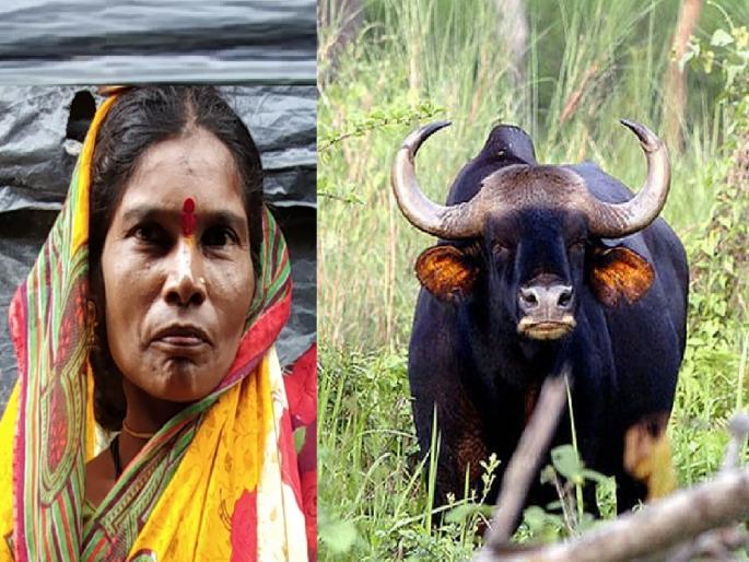 A woman working in the field was attacked by a cow, seriously injured, an incident at Ghatkarwadi in Ajara kolhapur | Kolhapur- शेतात काम करणाऱ्या महिलेवर गव्याचा हल्ला, गंभीर जखमी; आजऱ्यातील घाटकरवाडी येथील घटना A woman working in the field was attacked by a cow, seriously injured, an incident at Ghatkarwadi in Ajara kolhapur | Kolhapur- शेतात काम करणाऱ्या महिलेवर गव्याचा हल्ला, गंभीर जखमी; आजऱ्यातील घाटकरवाडी येथील घटना