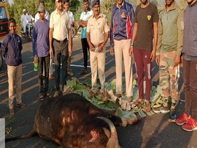 A gaur died in a collision with a private bus at Kur on the Gargoti Mudal road kolhapur | Kolhapur: खासगी बसच्या धडकेत गव्याचा मृत्यू, गारगोटी-मुदाळ मार्गावरील कुर येथील घटना A gaur died in a collision with a private bus at Kur on the Gargoti Mudal road kolhapur | Kolhapur: खासगी बसच्या धडकेत गव्याचा मृत्यू, गारगोटी-मुदाळ मार्गावरील कुर येथील घटना