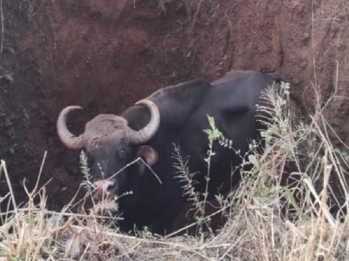 Forest Department saves life of gaur that fell into well in Ajara Kolhapur | Kolhapur: विहिरीत पडलेल्या गव्याला वनविभागाने दिले जीवदान Forest Department saves life of gaur that fell into well in Ajara Kolhapur | Kolhapur: विहिरीत पडलेल्या गव्याला वनविभागाने दिले जीवदान