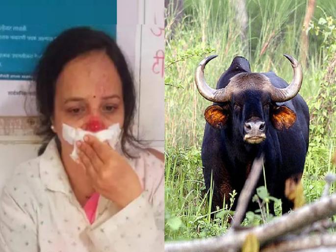 Teacher Shrishti Raviraj Pednekar injured in a hit by a gaur in Sawantwadi | Sindhudurg: गव्याची दुचाकीला धडक; आजगावच्या शिक्षिका जखमी Teacher Shrishti Raviraj Pednekar injured in a hit by a gaur in Sawantwadi | Sindhudurg: गव्याची दुचाकीला धडक; आजगावच्या शिक्षिका जखमी