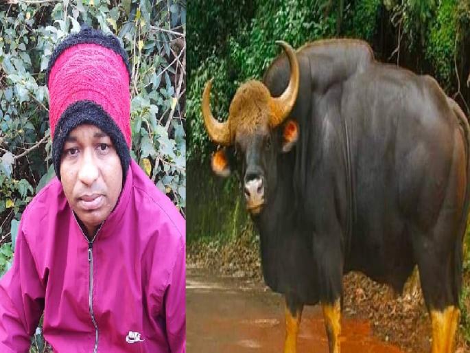 A herd of gaur came across, the bike rider was injured in the accident near Amboli Phanaswadi | Sindhudurg: गव्यांचा कळप आडवा आला, अपघातात दुचाकीस्वार जखमी झाला A herd of gaur came across, the bike rider was injured in the accident near Amboli Phanaswadi | Sindhudurg: गव्यांचा कळप आडवा आला, अपघातात दुचाकीस्वार जखमी झाला