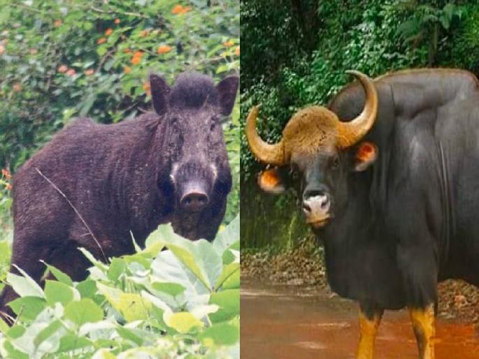 46 people have been attacked by wild animals in Ratnagiri district in the last seven years, four of them died | रत्नागिरी जिल्ह्यात गेल्या सात वर्षांत ४६ जणांवर वन्यप्राण्यांचा प्राणघातक हल्ला, चौघांचा मृत्यू; आतापर्यंत किती मिळाली भरपाई.. वाचा 46 people have been attacked by wild animals in Ratnagiri district in the last seven years, four of them died | रत्नागिरी जिल्ह्यात गेल्या सात वर्षांत ४६ जणांवर वन्यप्राण्यांचा प्राणघातक हल्ला, चौघांचा मृत्यू; आतापर्यंत किती मिळाली भरपाई.. वाचा
