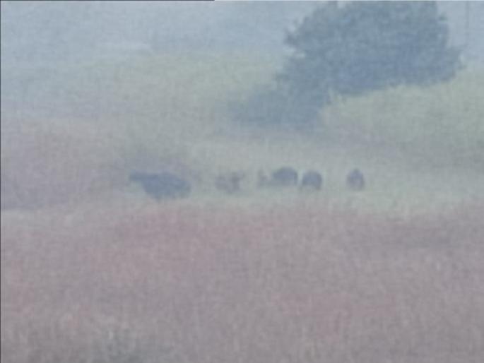 bison is still at the gate of Kolhapur, the patrolling of the forest department continues | गवे अजूनही कोल्हापूरच्या वेशीवरच, वनविभागाची गस्ती सुरुच