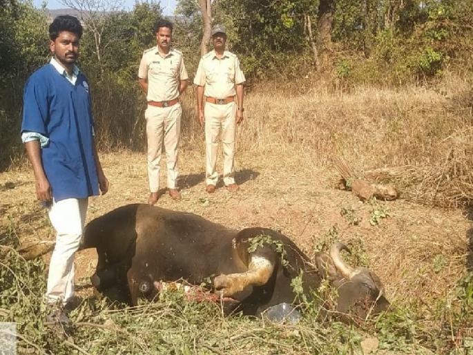 Two gaur die after electrocution in fence in Satara, A crime against both | Satara: कुंपणातील वीजप्रवाहाचा धक्का लागून दोन गव्यांचा मृत्यू; दोघांवर गुन्हा Two gaur die after electrocution in fence in Satara, A crime against both | Satara: कुंपणातील वीजप्रवाहाचा धक्का लागून दोन गव्यांचा मृत्यू; दोघांवर गुन्हा