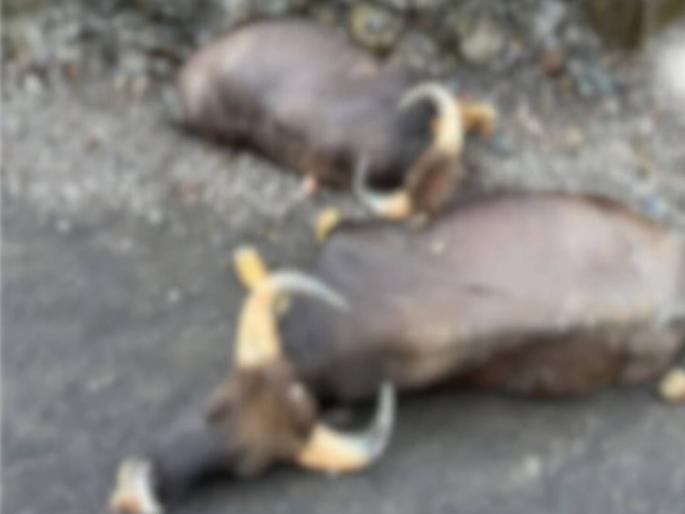 During the fight both Gaur fell 100 feet off and killed on the spot | झुंजीत कड्यावरून कोसळले; दोन गव्यांचा मृत्यू, निसरड्या कड्याने केला घात