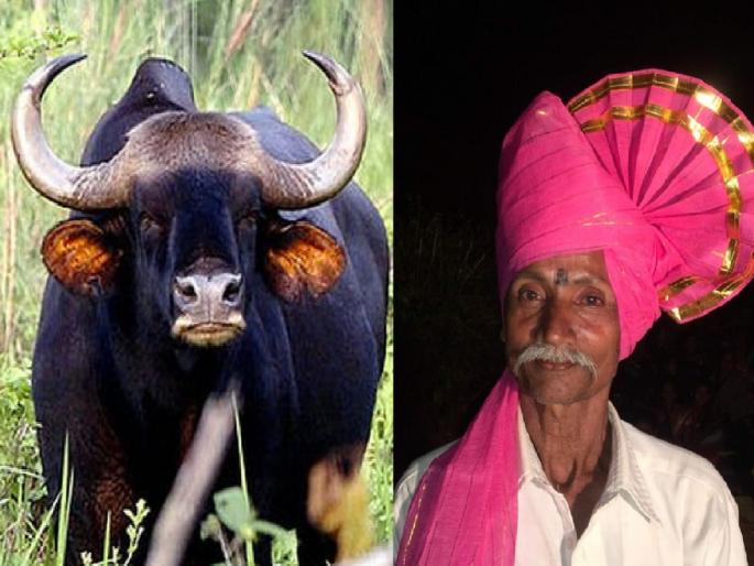 Farmer Bhikaji Gundu Berkal of Kudalwadi in Radhanagari taluka kolhapur was killed on the spot in an attack by a gaur while he was going to his farm | Kolhapur: शेताकडे जाताना दबा धरुन बसलेल्या गव्याचा हल्ला, शेतकरी जागीच ठार