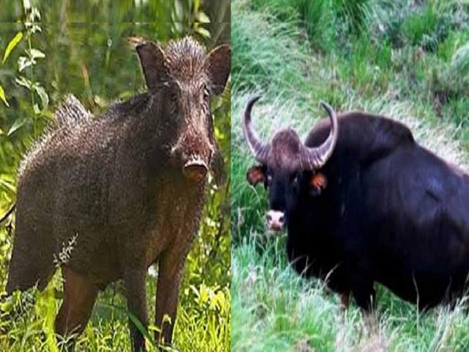 Wildlife poaching in Dhebewadi division Satara | सातारा: ढेबेवाडी विभागात वन्यप्राण्यांचा धुमाकूळ, पिकांचे नुकसान; शेतकरी त्रस्त Wildlife poaching in Dhebewadi division Satara | सातारा: ढेबेवाडी विभागात वन्यप्राण्यांचा धुमाकूळ, पिकांचे नुकसान; शेतकरी त्रस्त