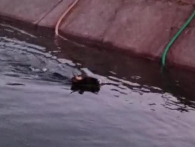 gaur fell the canal in Undarwadi kagal; Fortunately the life was saved by falling out of the water | उंदरवाडीत कालव्यात पडला गवा; सुदैवाने पाण्याबाहेर पडल्याने वाचला जीव gaur fell the canal in Undarwadi kagal; Fortunately the life was saved by falling out of the water | उंदरवाडीत कालव्यात पडला गवा; सुदैवाने पाण्याबाहेर पडल्याने वाचला जीव