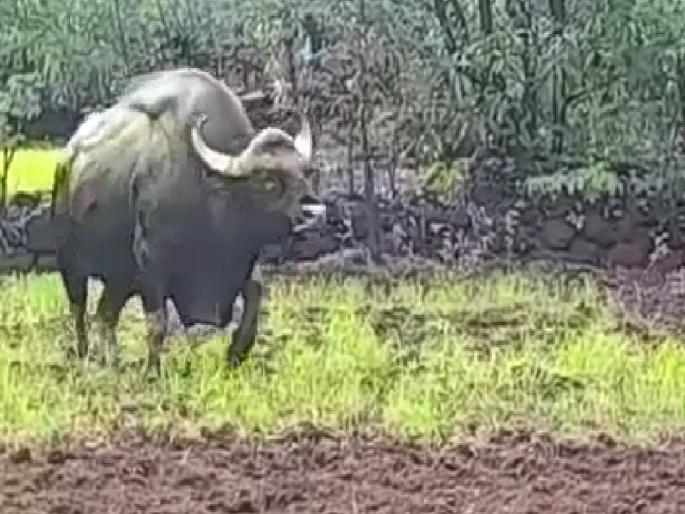 paddy destroyed by gaur In Kandati valley, farmers angry due to neglect of forest department | कांदाटी खोऱ्यात गवारेड्याकडून भात उद्ध्वस्त, वन विभागाच्या दुर्लक्षामुळे शेतकरी संतप्त  paddy destroyed by gaur In Kandati valley, farmers angry due to neglect of forest department | कांदाटी खोऱ्यात गवारेड्याकडून भात उद्ध्वस्त, वन विभागाच्या दुर्लक्षामुळे शेतकरी संतप्त