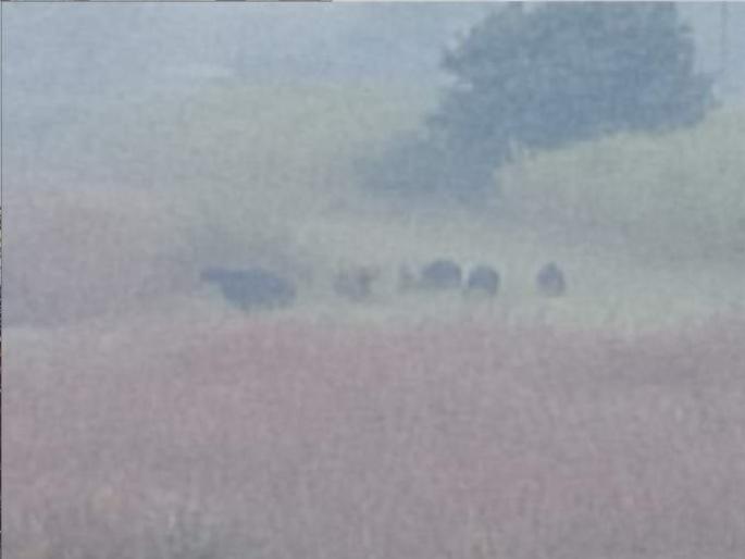 The stay of bison in Kolhapur city increased | कोल्हापुरात गव्यांचा मुक्काम वाढला; चारा, पाण्यामुळे पाय निघेना The stay of bison in Kolhapur city increased | कोल्हापुरात गव्यांचा मुक्काम वाढला; चारा, पाण्यामुळे पाय निघेना