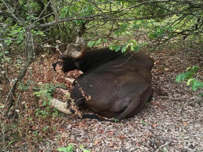 Gaur was found injured on Mahabaleshwar-Medha main road | महाबळेश्वर-मेढा मुख्य रस्त्यावर जखमी अवस्थेत आढळला गवा Gaur was found injured on Mahabaleshwar-Medha main road | महाबळेश्वर-मेढा मुख्य रस्त्यावर जखमी अवस्थेत आढळला गवा