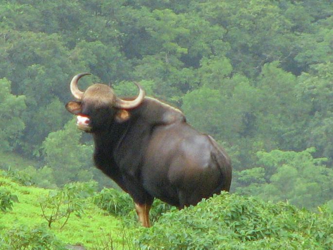 Biker injured in Bison collision with in Insuli | Sindhudurg: इन्सुलीत गव्याच्या धडकेत दुचाकीस्वार जखमी Biker injured in Bison collision with in Insuli | Sindhudurg: इन्सुलीत गव्याच्या धडकेत दुचाकीस्वार जखमी