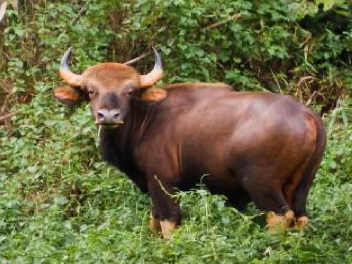 Elderly man injured in a cow attack in Gudhe dies | Ratnagiri: गुढे येथे गव्याच्या हल्ल्यात जखमी झालेल्या वृद्धाचा मृत्यू