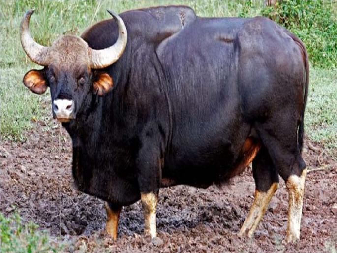 Russian tourist two-wheeled gaur hit hard, Incident in Sawantwadi Taluka | रशियन पर्यटकांच्या दुचाकीस गव्याची धडक, काळ आला होता..; सावंतवाडी तालुक्यातील घटना Russian tourist two-wheeled gaur hit hard, Incident in Sawantwadi Taluka | रशियन पर्यटकांच्या दुचाकीस गव्याची धडक, काळ आला होता..; सावंतवाडी तालुक्यातील घटना