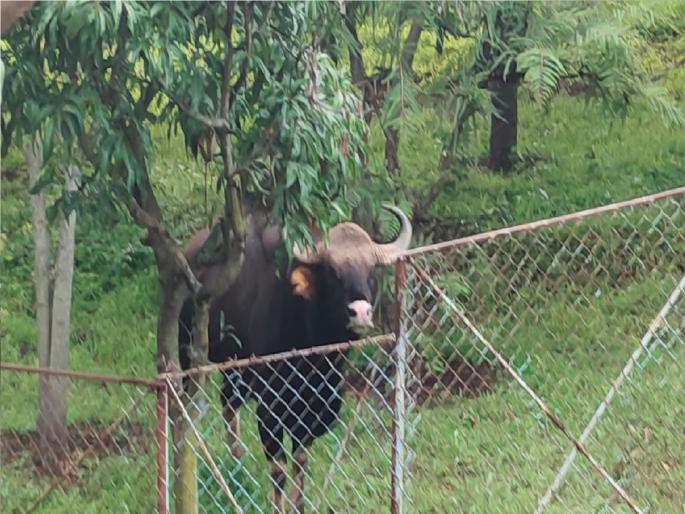 Gaur in Top Sambhapur area kolhapur district | टोप-संभापूर परिसरात गवा, ग्रामस्थ मागे लागल्याने बिथरला Gaur in Top Sambhapur area kolhapur district | टोप-संभापूर परिसरात गवा, ग्रामस्थ मागे लागल्याने बिथरला