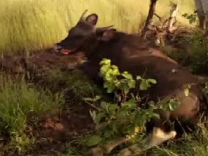 Three days of forest confinement for the one who electrocuted the gaur | गव्याला विजेचा शॉक देऊन मारणाऱ्याला तीन दिवसांची वन कोठडी, दोडामार्ग-पणतुर्ली येथील प्रकार Three days of forest confinement for the one who electrocuted the gaur | गव्याला विजेचा शॉक देऊन मारणाऱ्याला तीन दिवसांची वन कोठडी, दोडामार्ग-पणतुर्ली येथील प्रकार