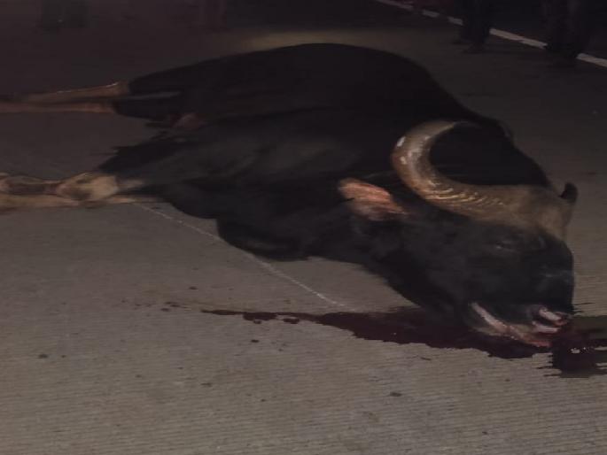 gaurkilled in collision with unknown vehicle, Incident at Orasgaon on Mumbai-Goa highway | अज्ञात वाहनाच्या धडकेत गवा ठार, मुंबई-गोवा महामार्गावर ओरसगाव येथील घटना gaurkilled in collision with unknown vehicle, Incident at Orasgaon on Mumbai-Goa highway | अज्ञात वाहनाच्या धडकेत गवा ठार, मुंबई-गोवा महामार्गावर ओरसगाव येथील घटना