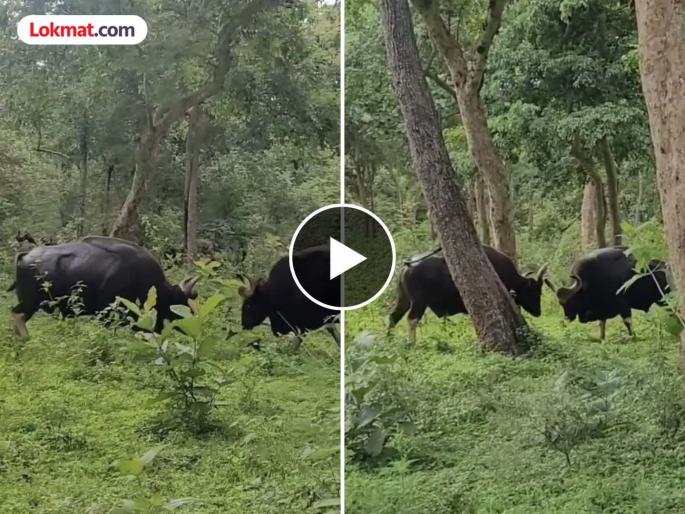 Two male cows fight at Pawangad on Panhalgad due to dominance in the herd | Kolhapur: कळपातील वर्चस्ववाद, गव्यांची निकराची झुंज; पावनगडावर थरार, जंगल मित्राच्या कॅमेऱ्यात कैद Two male cows fight at Pawangad on Panhalgad due to dominance in the herd | Kolhapur: कळपातील वर्चस्ववाद, गव्यांची निकराची झुंज; पावनगडावर थरार, जंगल मित्राच्या कॅमेऱ्यात कैद