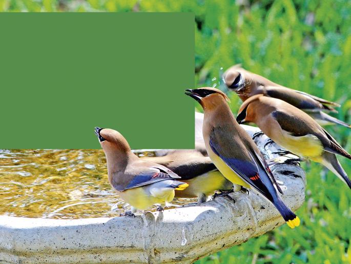 Children's unique experiment for birds in summer | कलकलाट आणि चिवचिवाट ! Children's unique experiment for birds in summer | कलकलाट आणि चिवचिवाट !
