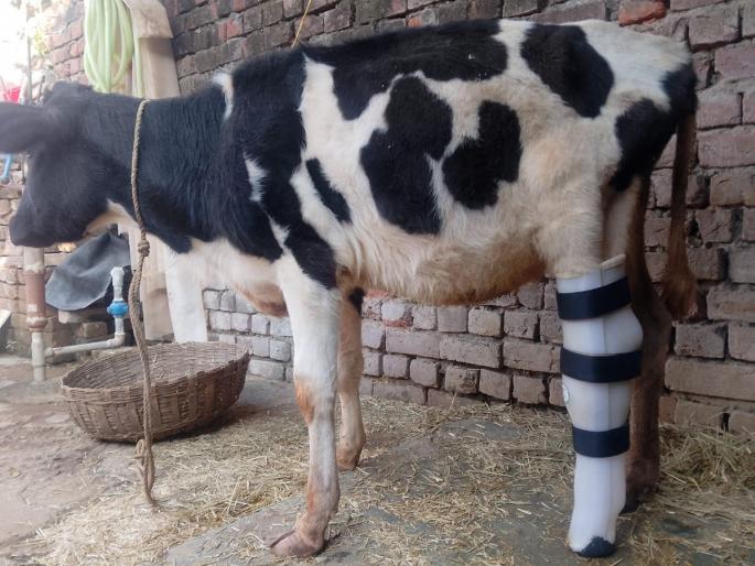 Gauri lost her leg in Pakistani firing; now she has a new life | पाकिस्तानच्या गोळीबार गमावला पाय; आता 'गौरी'ला मिळाले नवीन आयुष्य Gauri lost her leg in Pakistani firing; now she has a new life | पाकिस्तानच्या गोळीबार गमावला पाय; आता 'गौरी'ला मिळाले नवीन आयुष्य