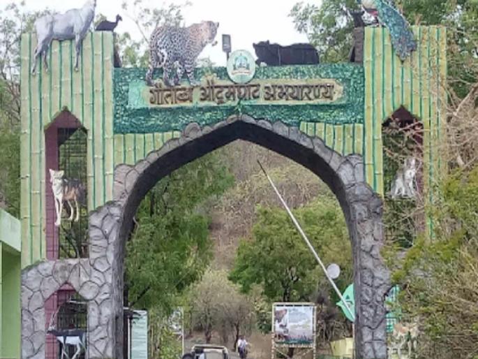 Attention tourists; Gautala Sanctuary closed till September 15, Forest Department orders | पर्यटकांनो लक्ष द्या; गौताळा अभयारण्य १५ सप्टेंबरपर्यंत बंद, वन विभागाचा आदेश Attention tourists; Gautala Sanctuary closed till September 15, Forest Department orders | पर्यटकांनो लक्ष द्या; गौताळा अभयारण्य १५ सप्टेंबरपर्यंत बंद, वन विभागाचा आदेश