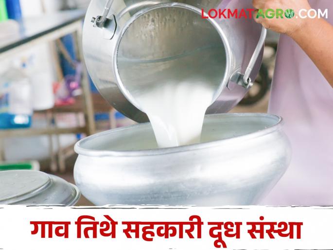 Ten thousand cows and buffaloes will be given in Marathwada, Vidarbha | मराठवाडा, विदर्भात दहा हजार गायी-म्हशी देणार Ten thousand cows and buffaloes will be given in Marathwada, Vidarbha | मराठवाडा, विदर्भात दहा हजार गायी-म्हशी देणार