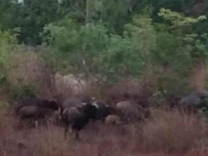 Gave left his residence in Chandoli and settled in Varanavati Colony; Herds of cows in urban areas | चांदोलीतील अधिवास सोडून गवे वारणावती वसाहतीत मुक्कामाला; गव्यांचे कळप नागरी भागात