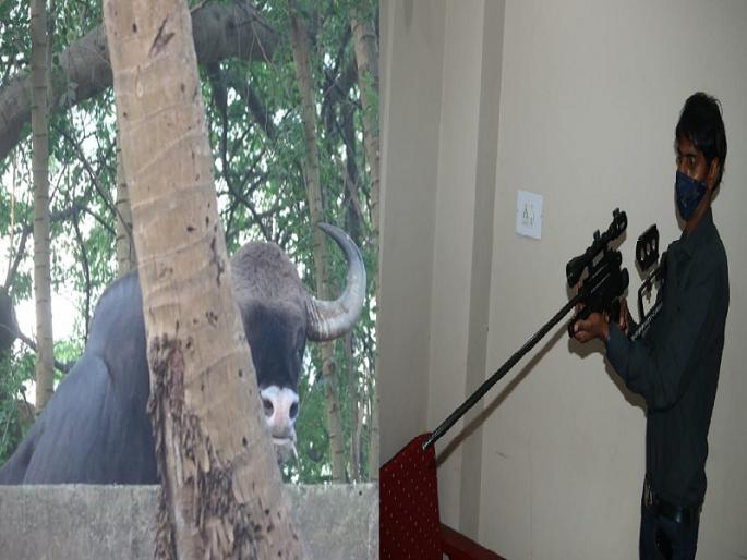 The Gaur will be made unconscious and left in the forest | गव्यास बेशुद्ध करून वनक्षेत्रात सोडणार The Gaur will be made unconscious and left in the forest | गव्यास बेशुद्ध करून वनक्षेत्रात सोडणार