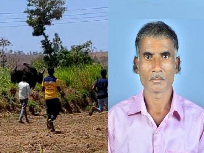 Farmer death in gaur attack in panhala kolhapur district | Kolhapur News: हुसकावताना गवा बिथरला, हल्ल्यात शेतकऱ्याचा हकनाक बळी गेला Farmer death in gaur attack in panhala kolhapur district | Kolhapur News: हुसकावताना गवा बिथरला, हल्ल्यात शेतकऱ्याचा हकनाक बळी गेला