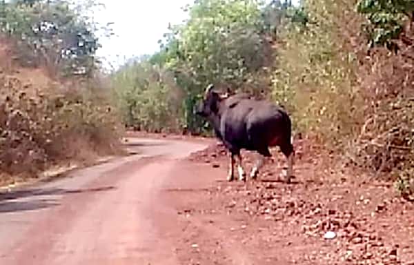 Cow's panic throughout the day in Panhala | पन्हाळ्यावर दिवसभर गव्यांची दहशत Cow's panic throughout the day in Panhala | पन्हाळ्यावर दिवसभर गव्यांची दहशत
