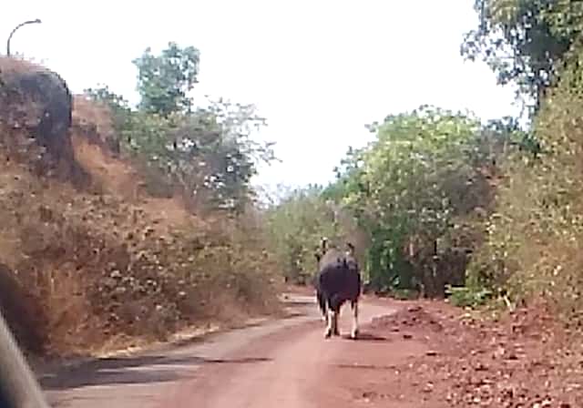 Pheekatamite hawkers hail from the grassroots | पिसेकामते येथे गव्यांचा धुमाकूळ शेतकरी हवालदिल Pheekatamite hawkers hail from the grassroots | पिसेकामते येथे गव्यांचा धुमाकूळ शेतकरी हवालदिल