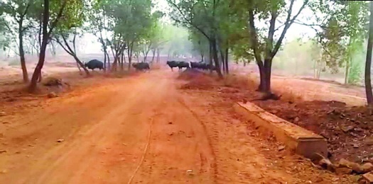 Dangers in the Kolhapur district, the elephant panic with the cattle; | कोल्हापूर जिल्ह्यात बिबटे, गव्यांसह हत्तींची दहशत : वनविभागाकडून तुटपुंजी भरपाई Dangers in the Kolhapur district, the elephant panic with the cattle; | कोल्हापूर जिल्ह्यात बिबटे, गव्यांसह हत्तींची दहशत : वनविभागाकडून तुटपुंजी भरपाई