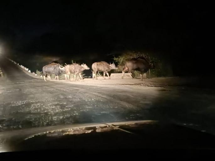 The village of Nanibai trembled for six hours | एकावर हल्लाः गल्ली बोळातून धावपळ, नानीबाई चिखलीत गव्याचा तब्बल सहा तास थरार The village of Nanibai trembled for six hours | एकावर हल्लाः गल्ली बोळातून धावपळ, नानीबाई चिखलीत गव्याचा तब्बल सहा तास थरार