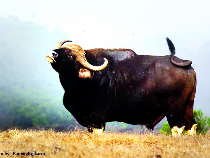 Elephants in Kolhapur district, 24 villagers took pictures of sixteen years, 113 people injured | कोल्हापूर जिल्ह्यात हत्ती, गव्यांनी घेतले २४ बळी सोळा वर्षांतील चित्र, ११३ जण जखमी Elephants in Kolhapur district, 24 villagers took pictures of sixteen years, 113 people injured | कोल्हापूर जिल्ह्यात हत्ती, गव्यांनी घेतले २४ बळी सोळा वर्षांतील चित्र, ११३ जण जखमी