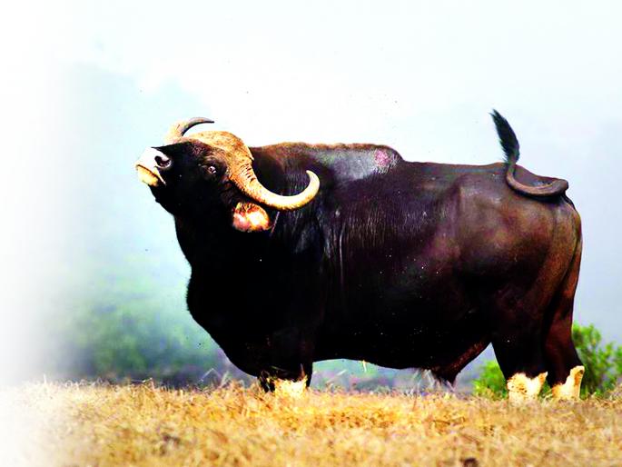 There is no inquiry from forest department despite giving information about attack on the villagers - Report of the injured: | गव्याच्या हल्ल्याची माहिती देवूनही वनविभागाकडून चौकशी नाही - जखमीची तक्रार There is no inquiry from forest department despite giving information about attack on the villagers - Report of the injured: | गव्याच्या हल्ल्याची माहिती देवूनही वनविभागाकडून चौकशी नाही - जखमीची तक्रार