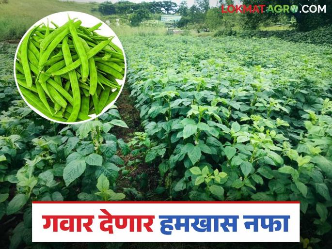 Gavara Farming: latest news Despite less water and lighter soil, Gavara has a good 'price' per kilo; What is the reason? Read in detail | Gavara Farming: कमी पाणी, हलकी जमीन तरी गवारीला किलोला चांगला 'भाव'; काय आहे कारण वाचा सविस्तर Gavara Farming: latest news Despite less water and lighter soil, Gavara has a good 'price' per kilo; What is the reason? Read in detail | Gavara Farming: कमी पाणी, हलकी जमीन तरी गवारीला किलोला चांगला 'भाव'; काय आहे कारण वाचा सविस्तर