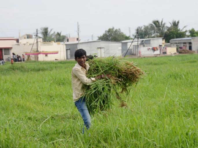 The hunger of more than five thousand animals rushing through the sewage grass | सांडपाण्यावरील गवतामुळे भागतेय पाच हजारपेक्षा जास्त जनावरांची भूक The hunger of more than five thousand animals rushing through the sewage grass | सांडपाण्यावरील गवतामुळे भागतेय पाच हजारपेक्षा जास्त जनावरांची भूक