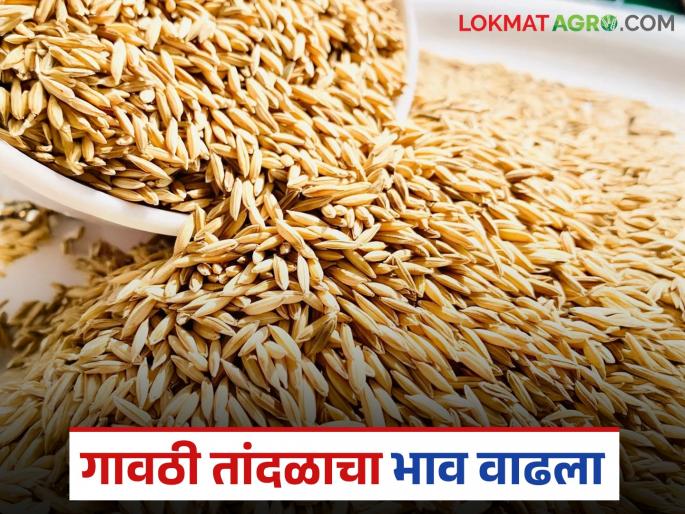 Bhat Bajar Bhav : Demand for village rice but low availability; Big increase in market price | Bhat Bajar Bhav : गावठी तांदळासाठी मागणी परंतु उपलब्धता कमी; बाजारभावात मोठी वाढ Bhat Bajar Bhav : Demand for village rice but low availability; Big increase in market price | Bhat Bajar Bhav : गावठी तांदळासाठी मागणी परंतु उपलब्धता कमी; बाजारभावात मोठी वाढ